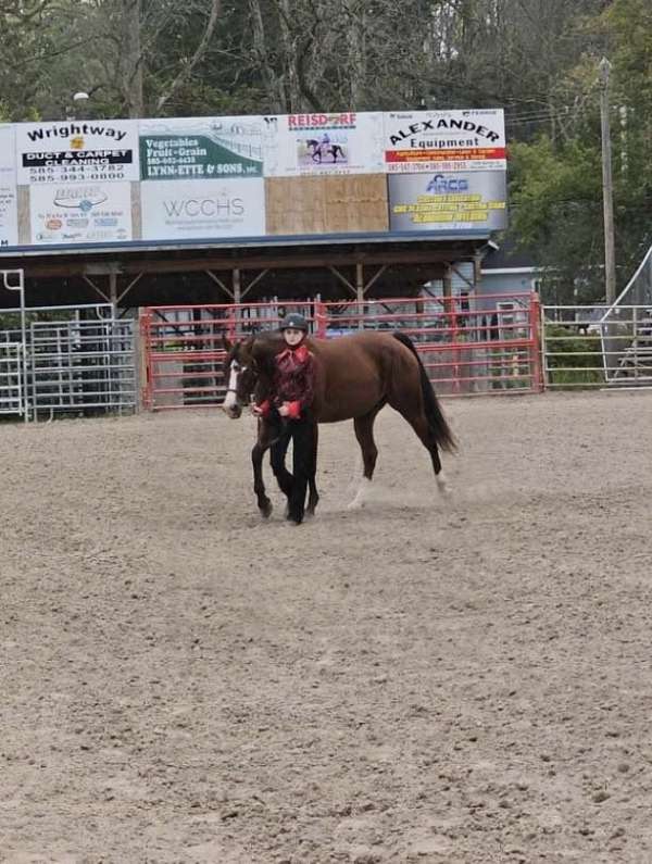 trail-riding-quarter-pony