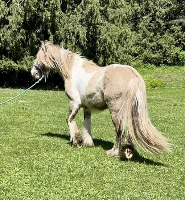 grulla-tobiano-gvhs-gelding