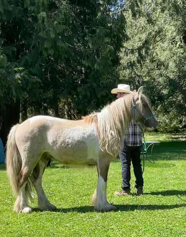 grulla-tobiano-gvhs-horse