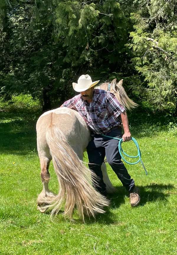 grulla-tobiano-gelding-for-sale