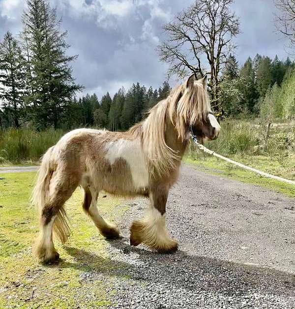 grulla-tobiano-gelding