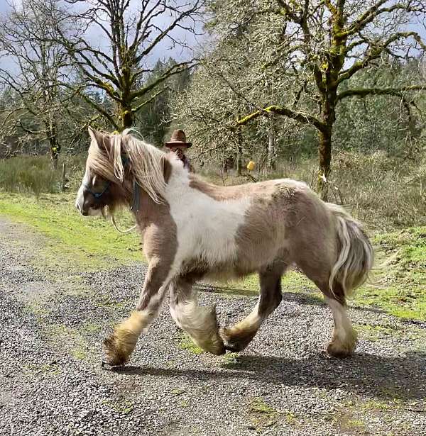 grulla-tobiano-horse-for-sale