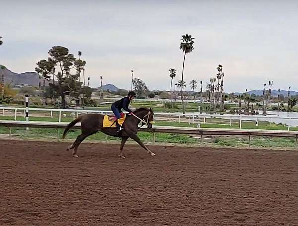 dressage-thoroughbred-horse