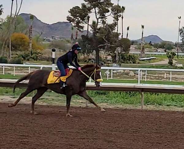 jumper-thoroughbred-horse