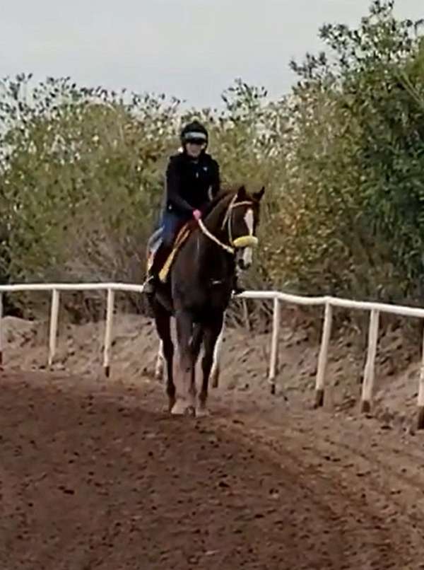 chestnut-thoroughbred-mare