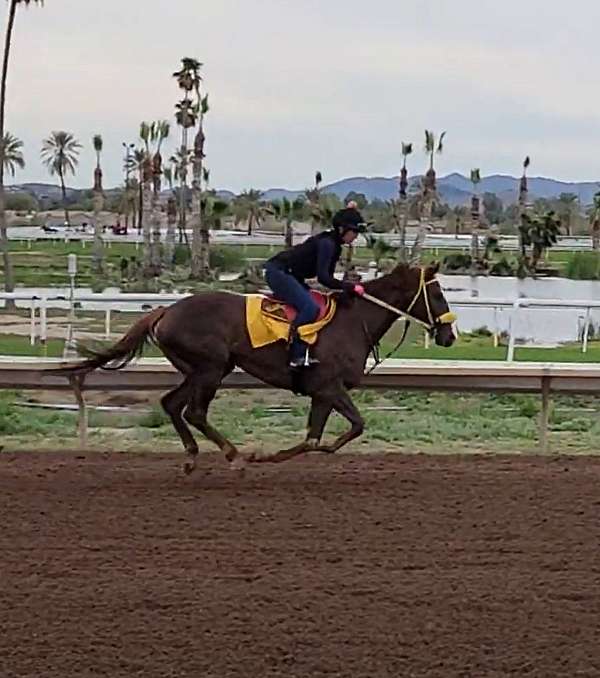 jumping-thoroughbred-horse