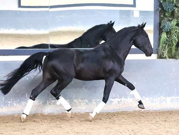 lusitano-horse