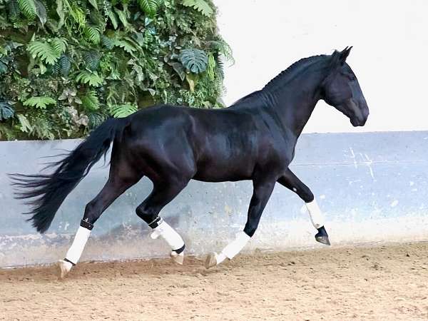 stallion-lusitano-horse