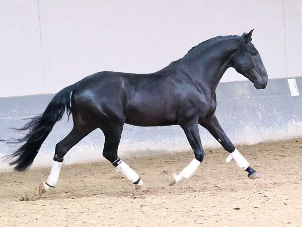 black-lusitano-horse