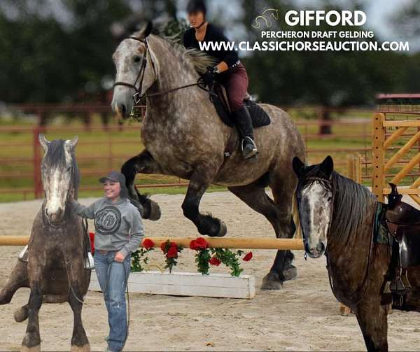 amish-trained-percheron-horse