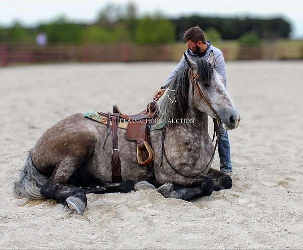 auction-percheron-horse