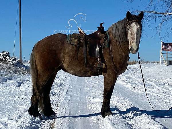 buy-now-percheron-horse