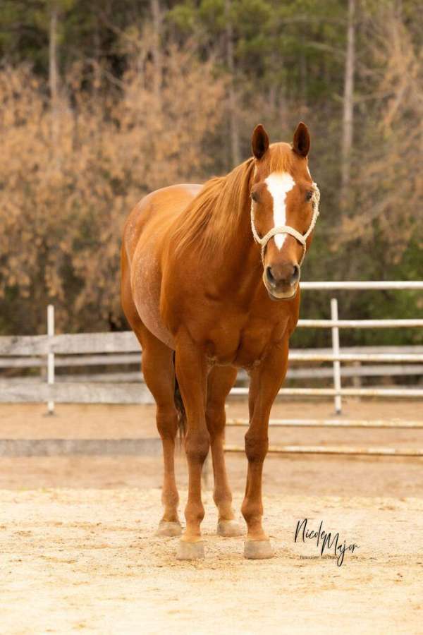 athletic-quarter-horse