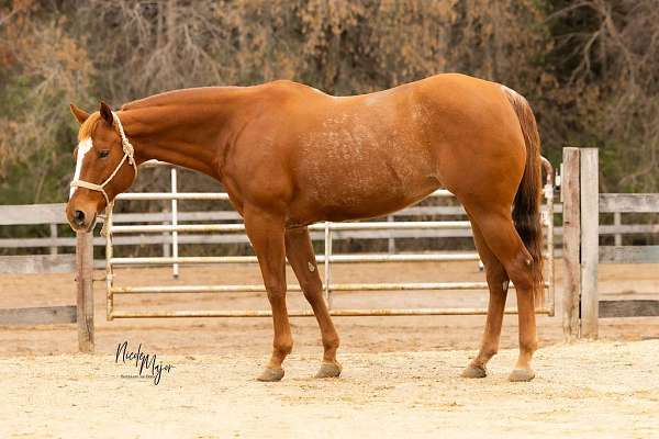 calf-roping-quarter-horse