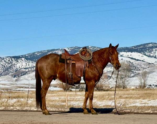 all-around-quarter-horse