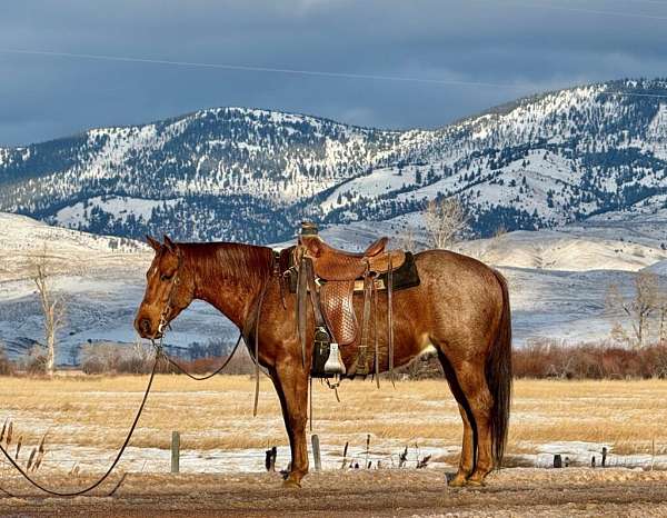 calf-roping-quarter-horse