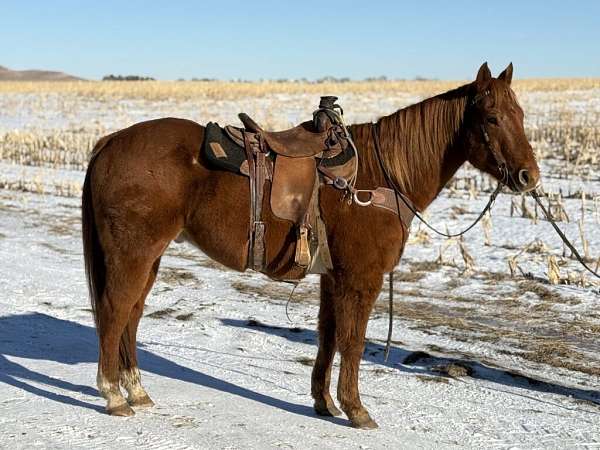 all-around-quarter-horse