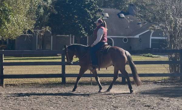 quarter-horse-gelding