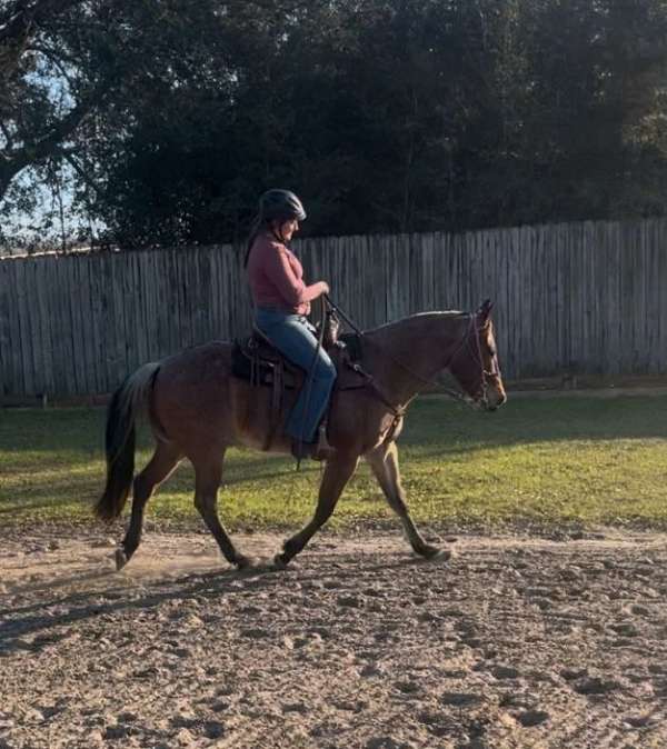 quarter-horse-for-sale