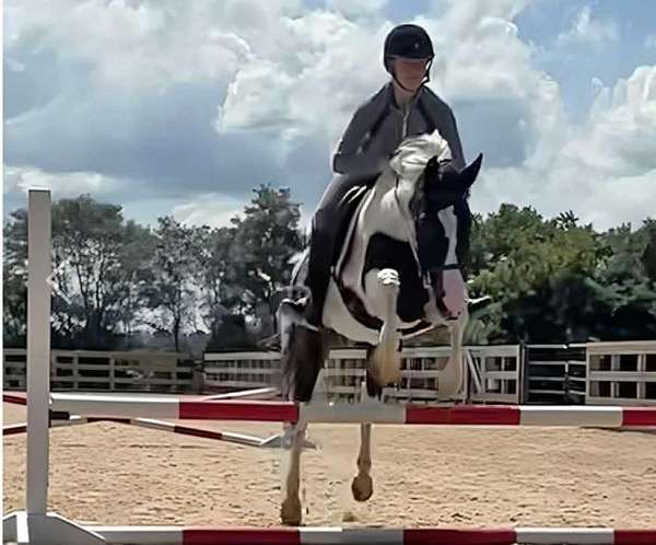 gypsy-vanner-mare