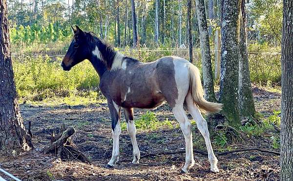 bay-spotted-filly-yearling