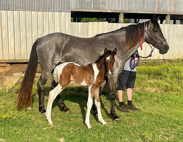 bay-roan-spotted-filly-yearling