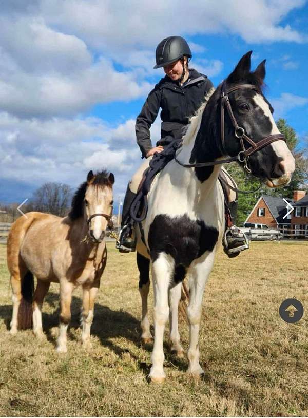 gypsy-vanner-pony-for-sale