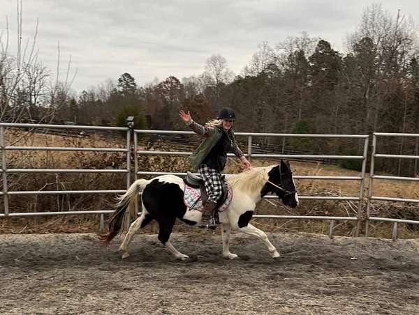 gypsy-vanner-pony