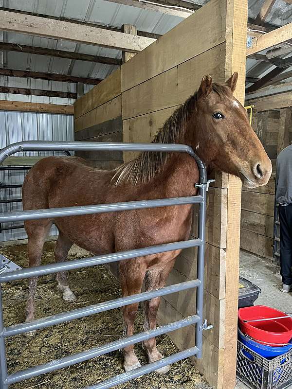 appaloosa-filly