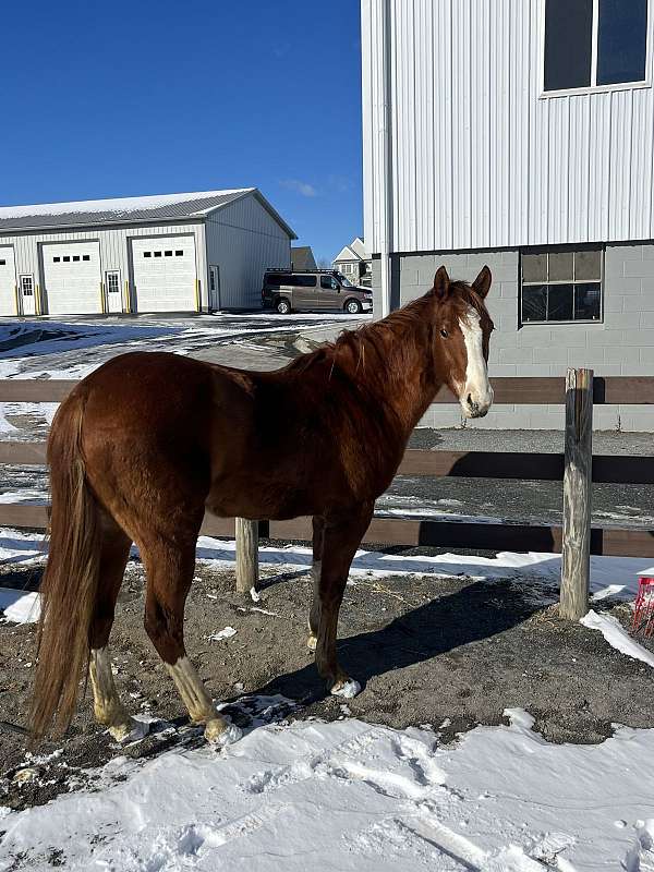 quarter-pony-for-sale