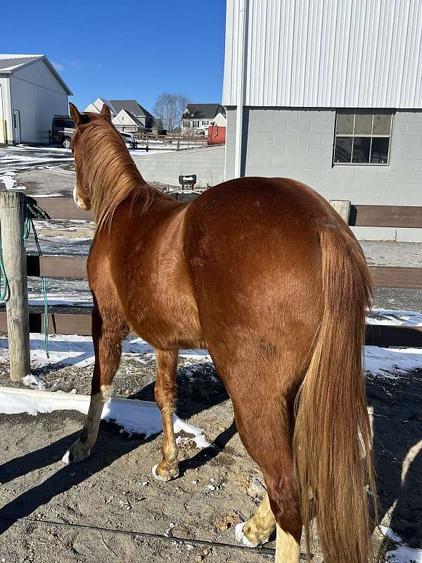 quarter-pony