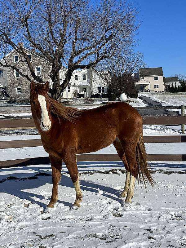 quarter-horse-gelding