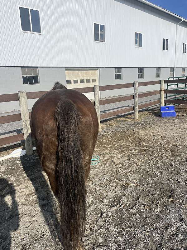 quarter-horse-gelding