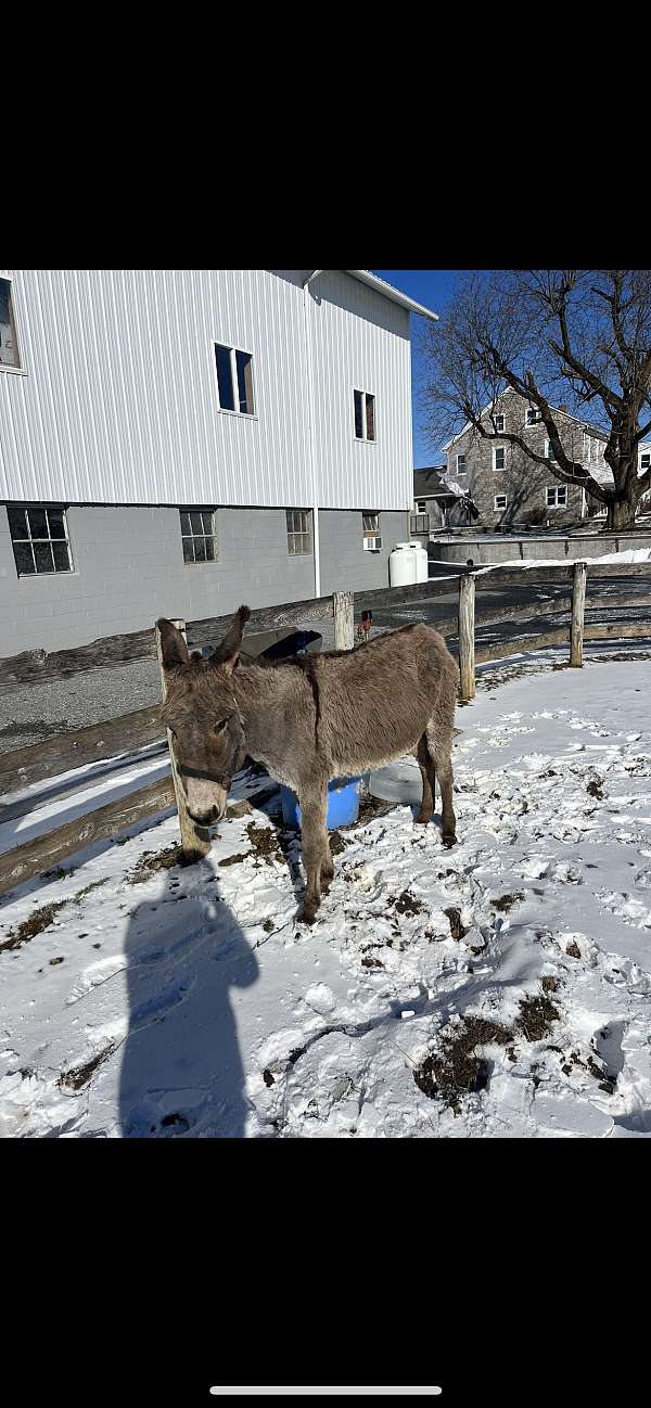 donkey-paint-foal