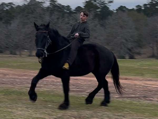 wagon-team-percheron-horse