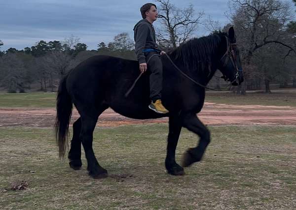 draft-horse-percheron