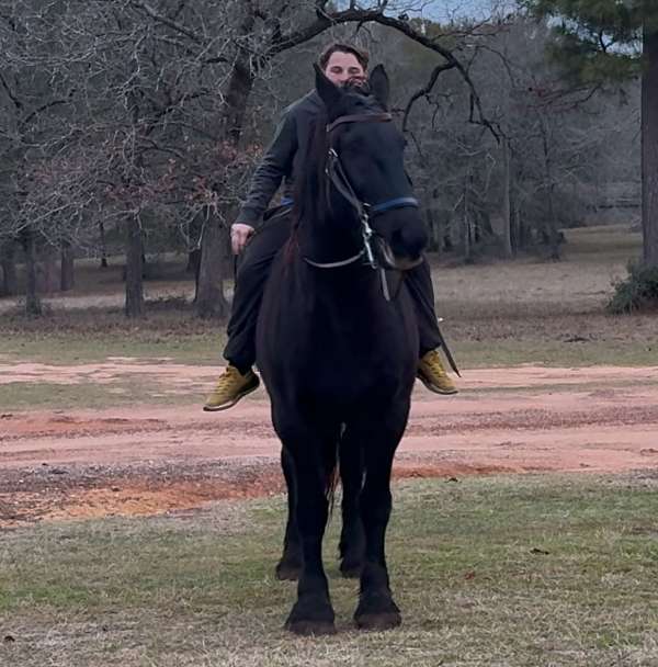 percheron-horse