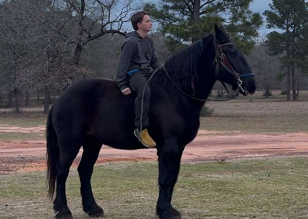 carriage-horse-percheron