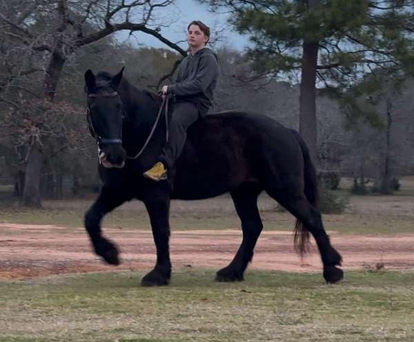 crossbred-percheron-horse