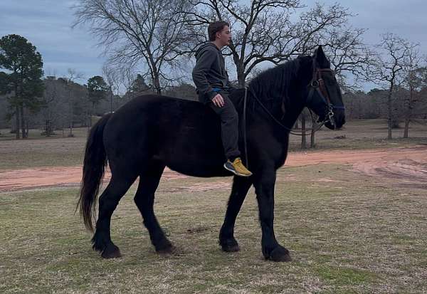 trail-horse-percheron