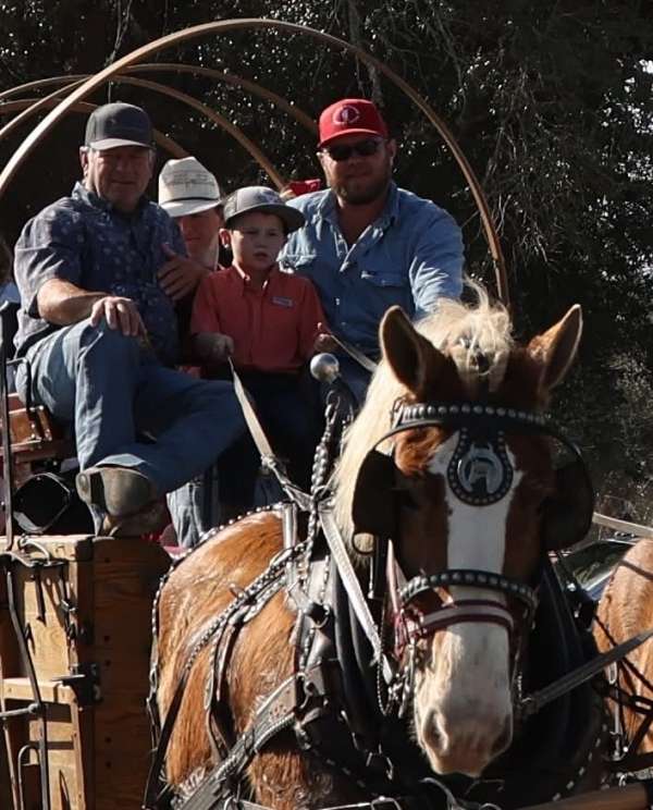 wagon-team-percheron-horse