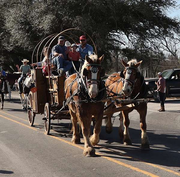 wagon-team-mare