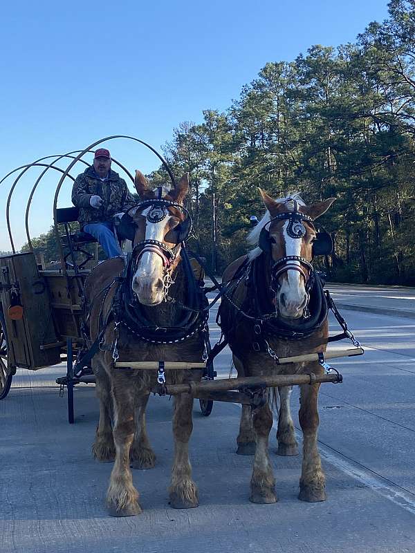 carriage-horse-percheron