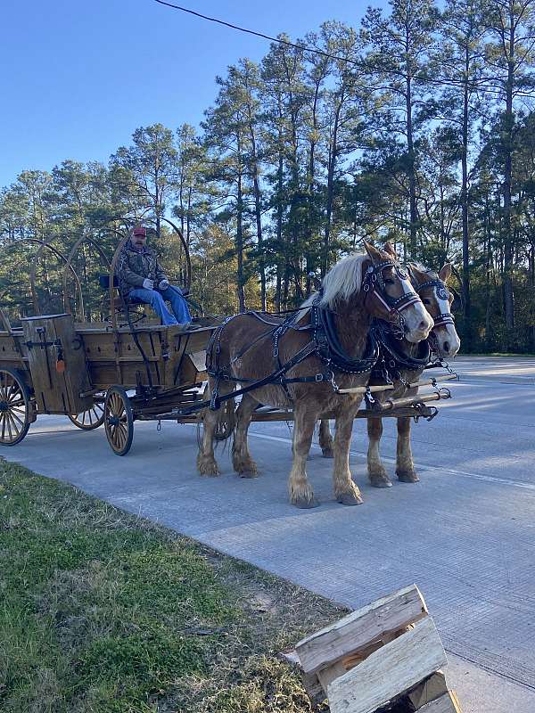 percheron-horse