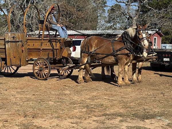 crossbred-percheron-horse