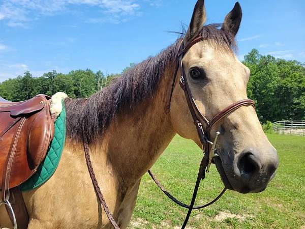 quarter-horse-for-sale