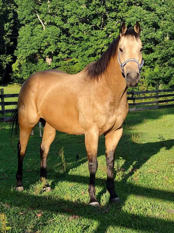 quarter-horse-gelding