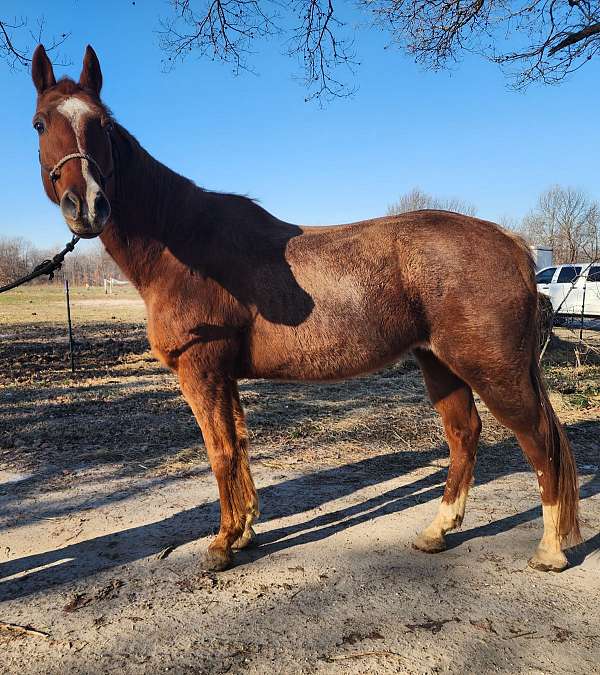 quarter-horse-gelding