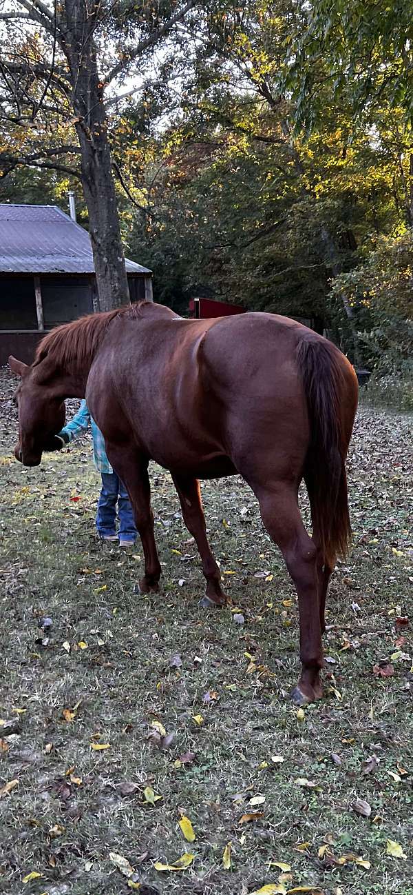 quarter-horse-mare