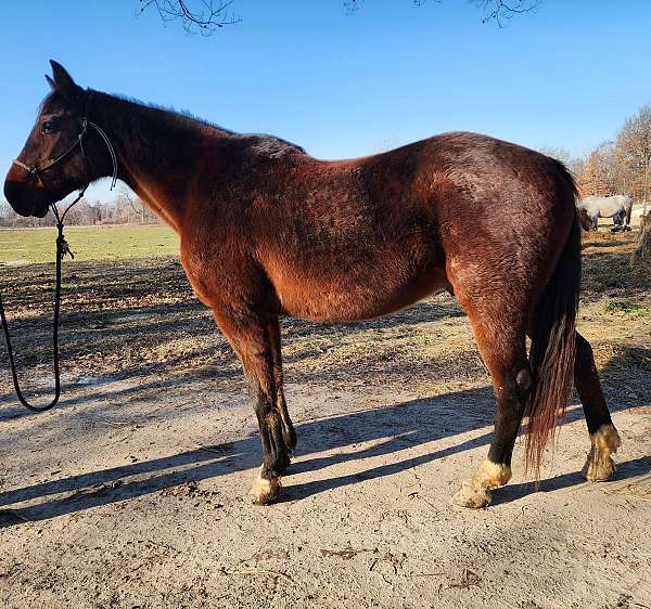 quarter-horse-gelding